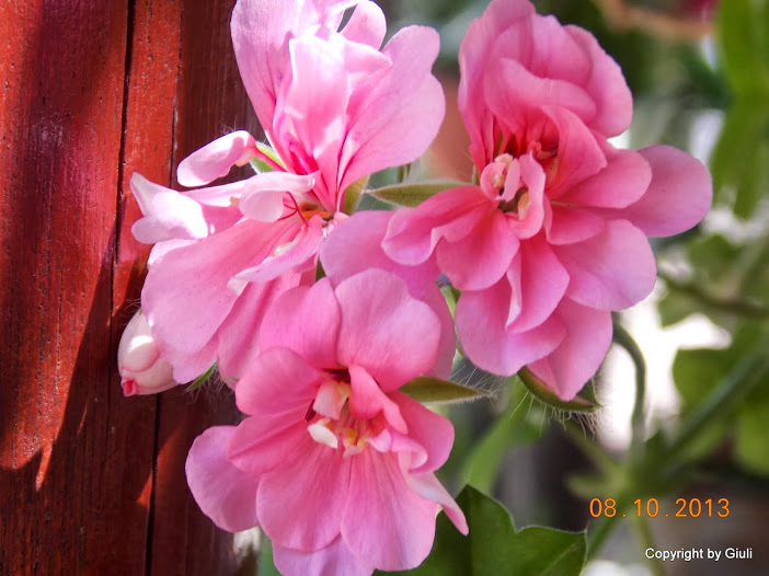 DSCN0893.JPG