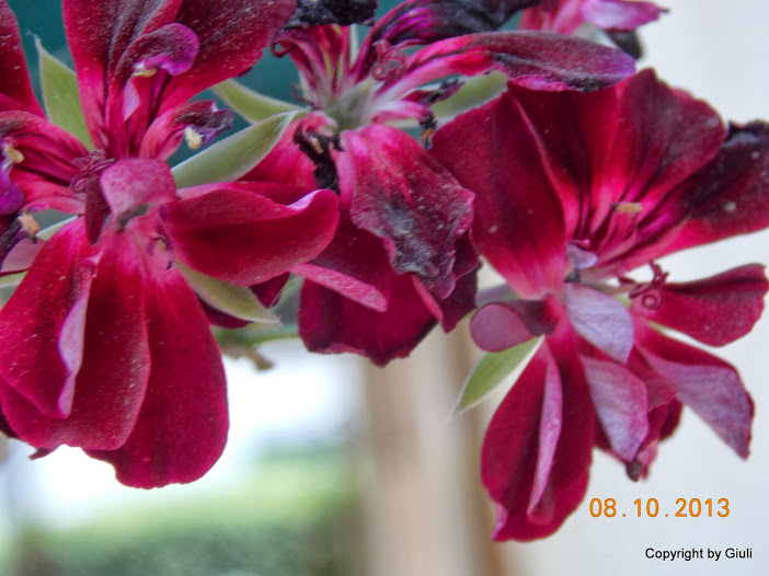 DSCN0896.JPG