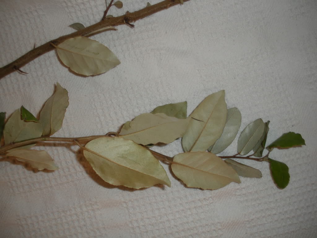 DSCN0899.jpg