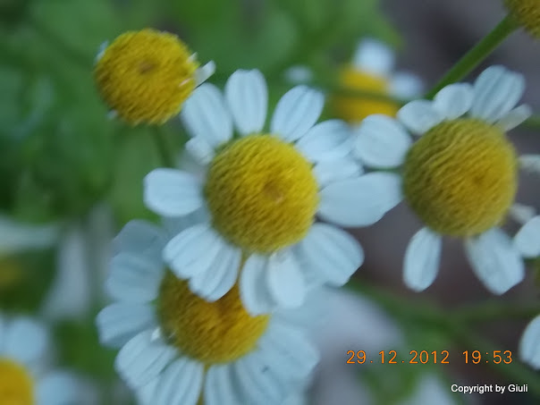 DSCN0900.JPG