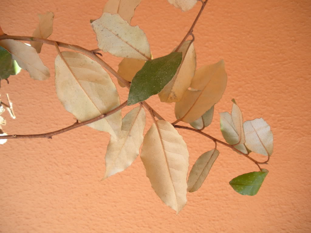 DSCN0901.jpg