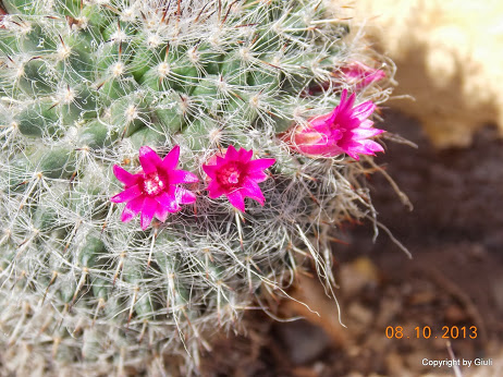 DSCN0905.JPG