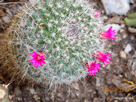 DSCN0906.JPG