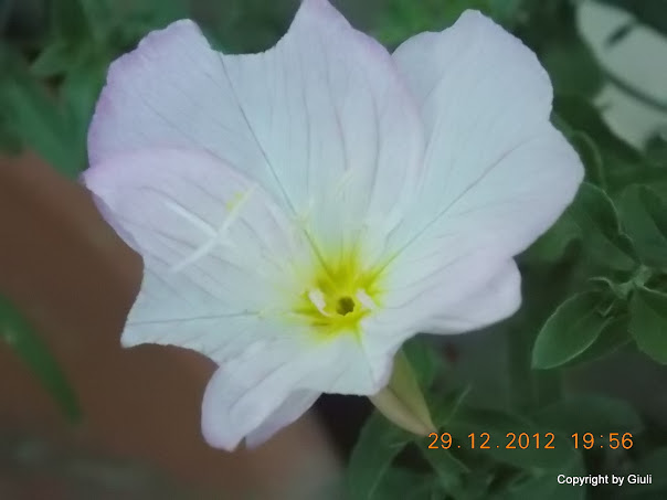 DSCN0907.JPG