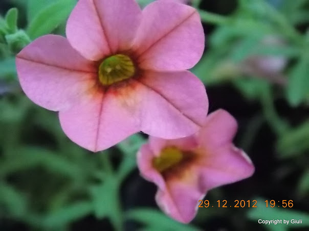 DSCN0908.JPG