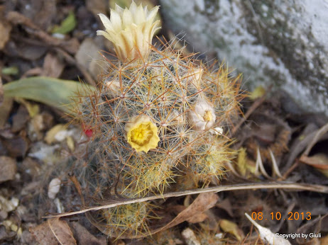 DSCN0914.JPG