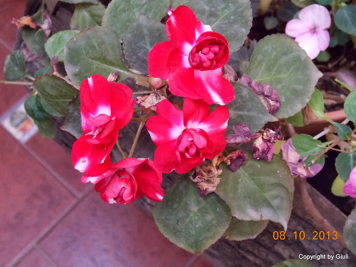DSCN0917.JPG