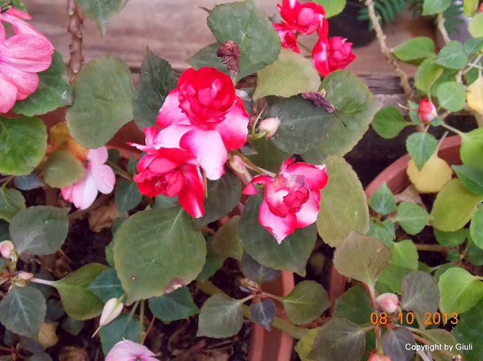 DSCN0918.JPG