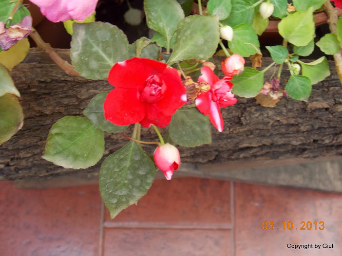 DSCN0919.JPG