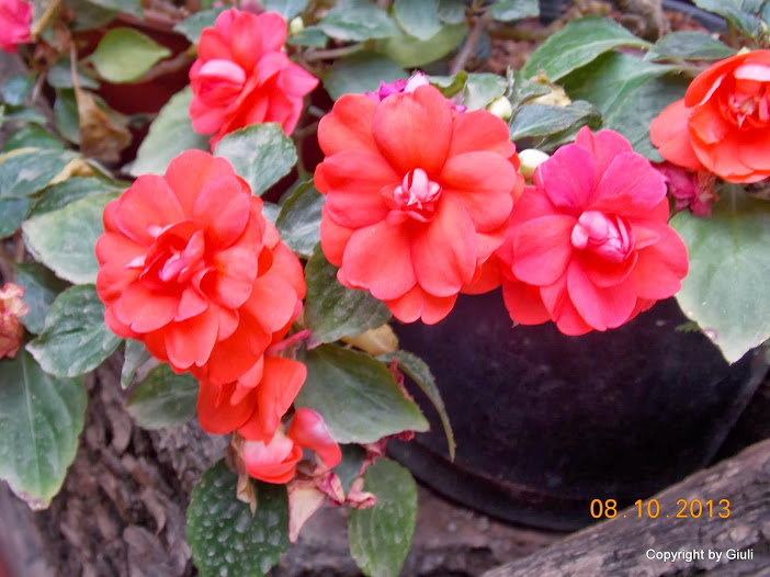 DSCN0920.JPG