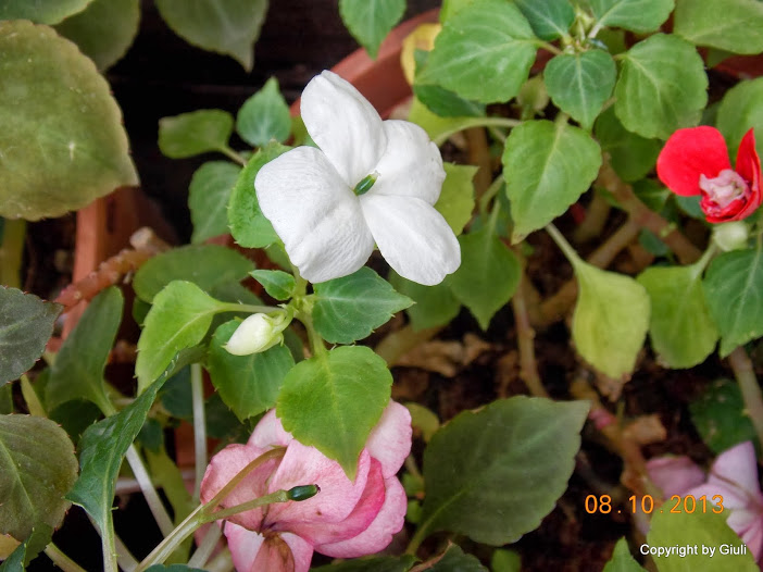 DSCN0921.JPG