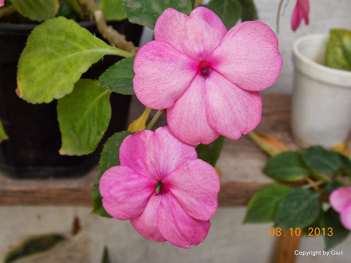 DSCN0922.JPG