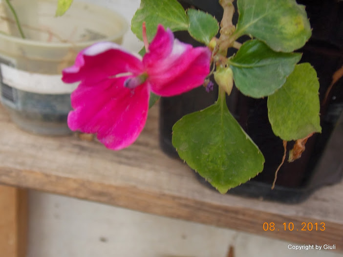 DSCN0923.JPG