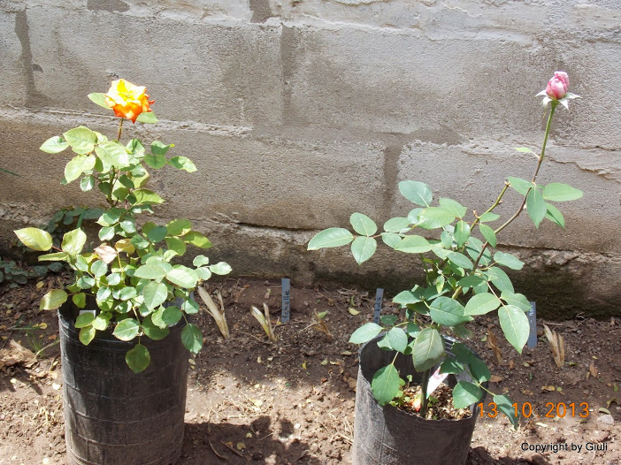 DSCN0930.JPG