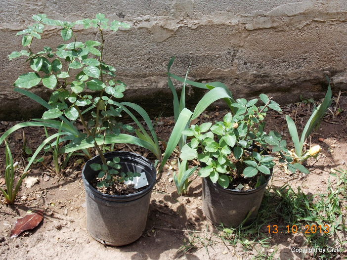 DSCN0931.JPG