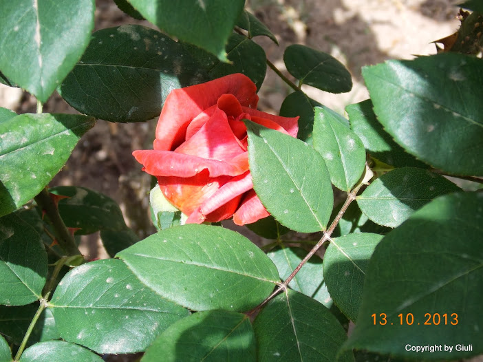DSCN0932.JPG