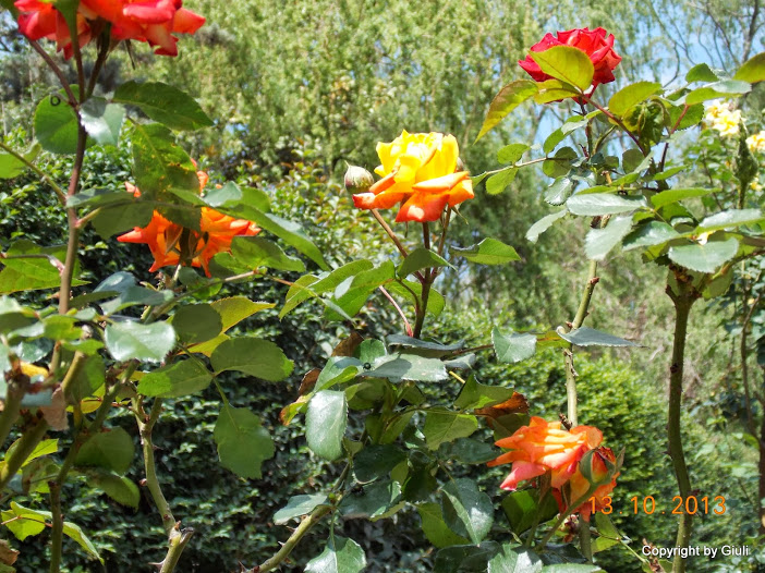 DSCN0940.JPG