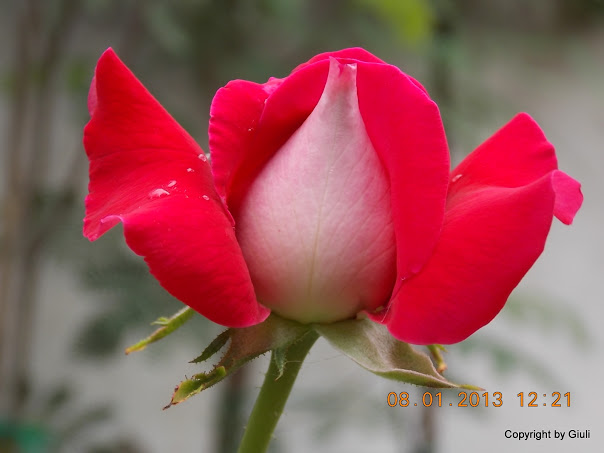 DSCN0943.JPG