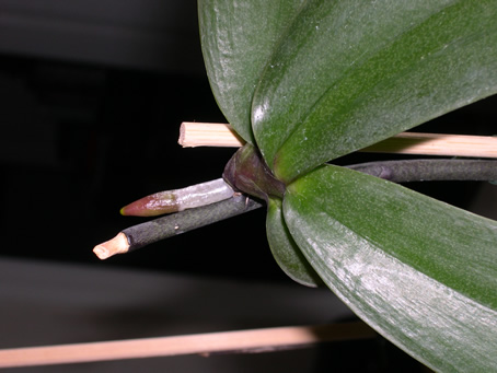 DSCN0947.jpg