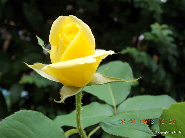 DSCN0951.JPG