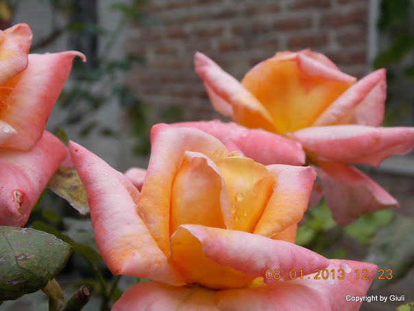 DSCN0953.JPG