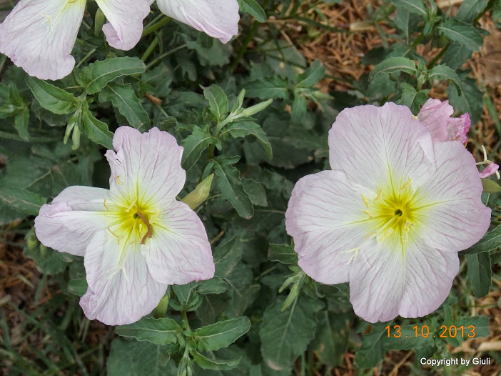 DSCN0953.JPG