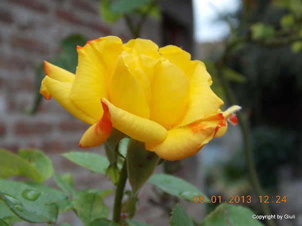 DSCN0954.JPG