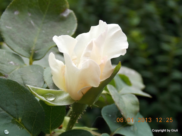 DSCN0959.JPG