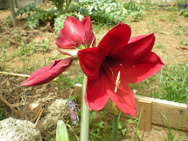 DSCN0960.JPG