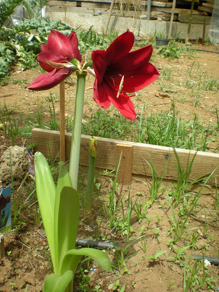 DSCN0961.JPG