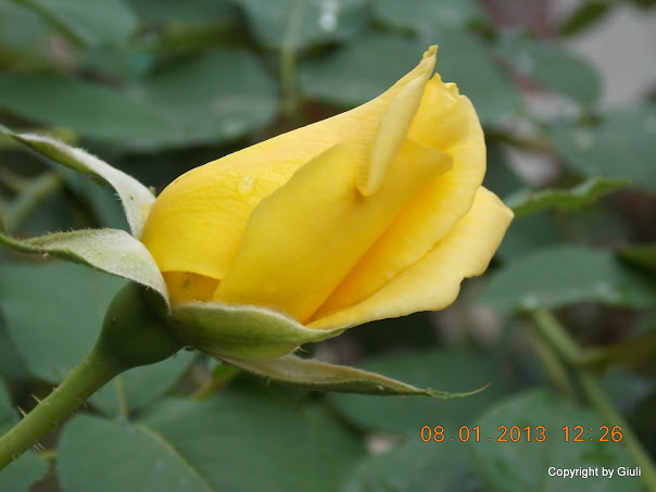DSCN0961.JPG