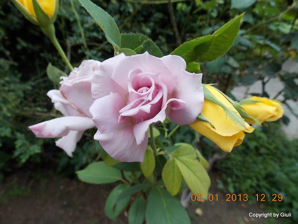 DSCN0963.JPG