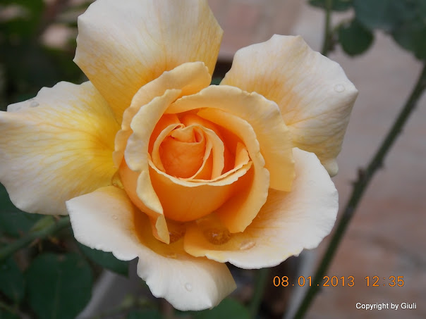 DSCN0964.JPG