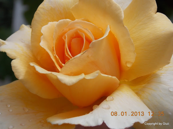 DSCN0965.JPG