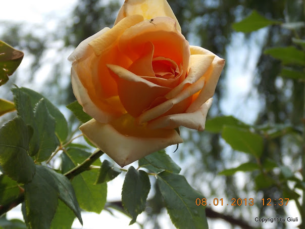 DSCN0966.JPG