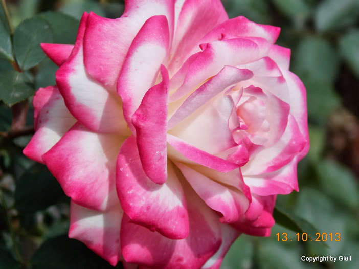 DSCN0966.JPG