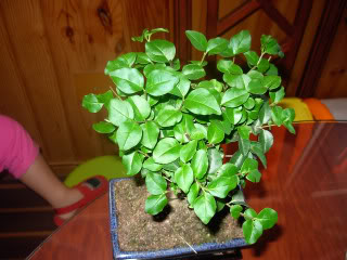 DSCN0967.jpg