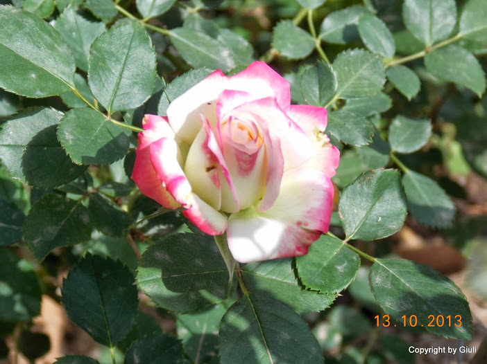 DSCN0967.JPG