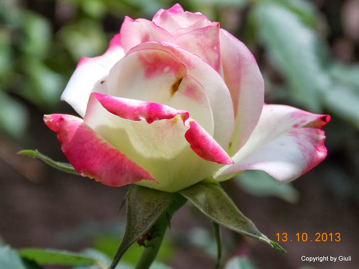 DSCN0968.JPG