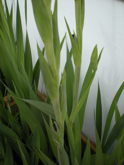 DSCN0970.JPG