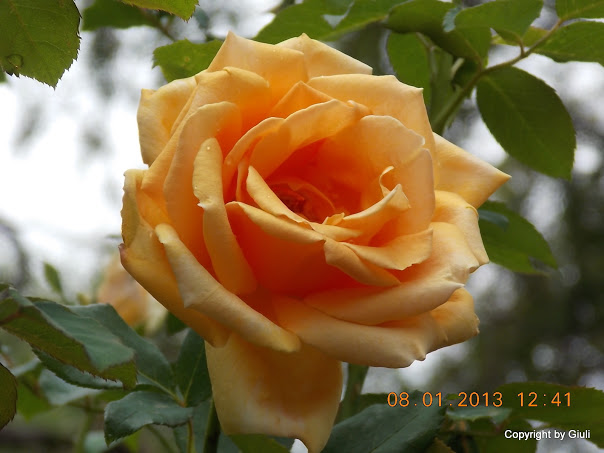 DSCN0974.JPG