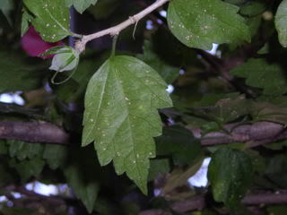 DSCN0975.jpg