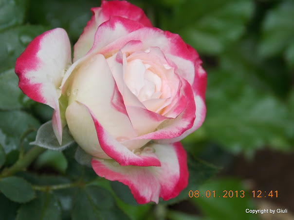 DSCN0975.JPG