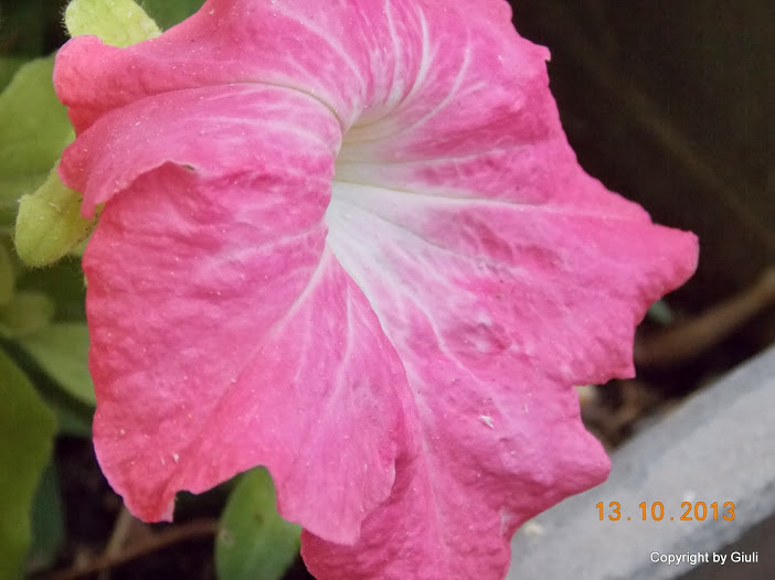 DSCN0978.JPG