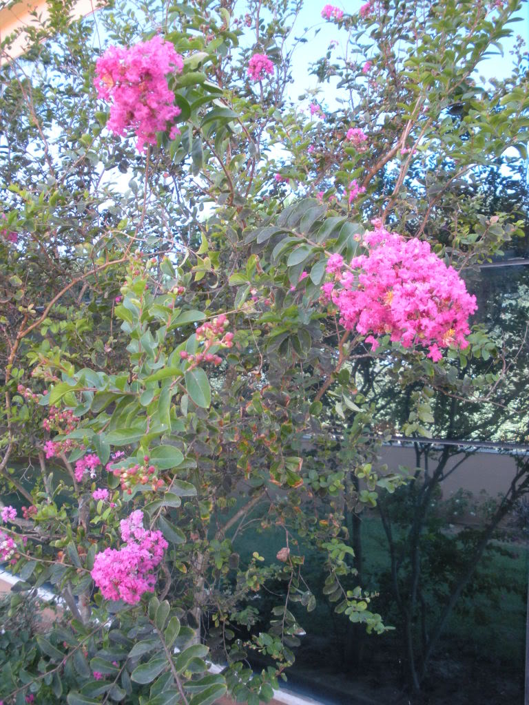 DSCN0979.jpg