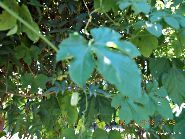 DSCN0979.JPG