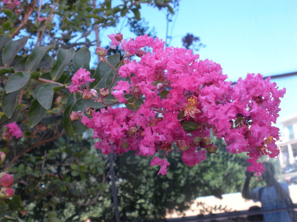 DSCN0980.jpg