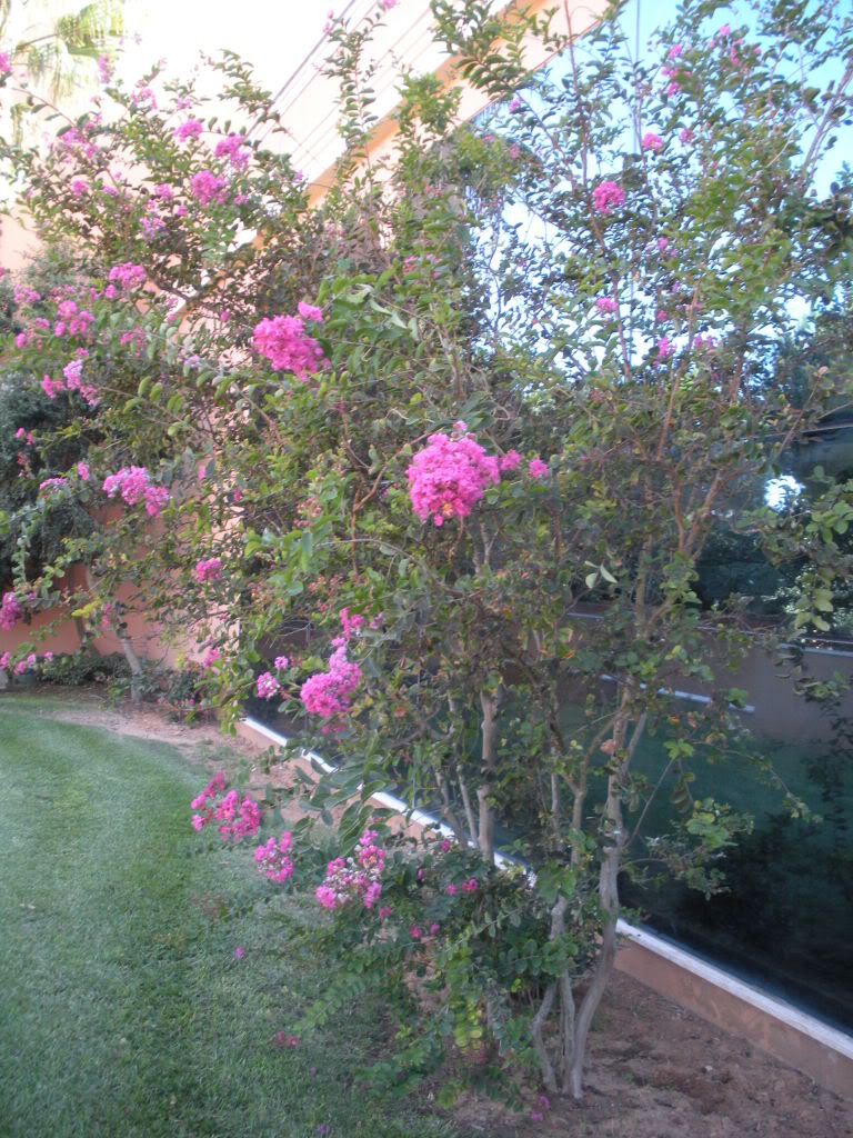 DSCN0981.jpg