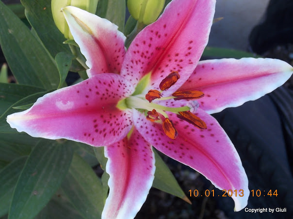DSCN0981.JPG