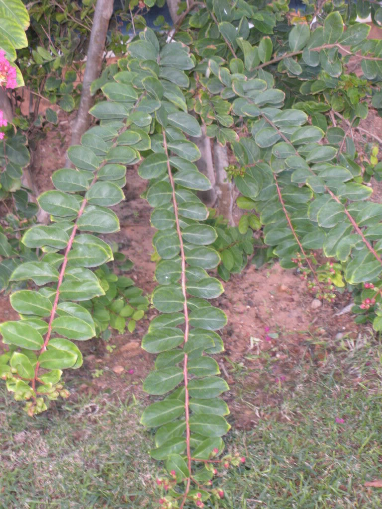DSCN0982.jpg